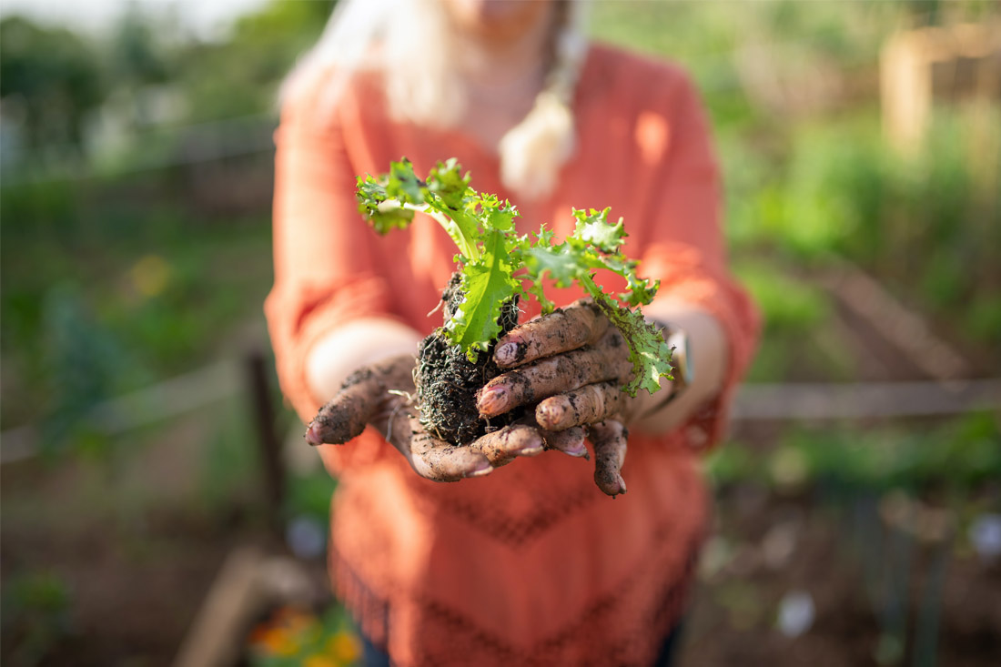 Green thumbs beware: one-third of veggie gardens contaminated with lead Main Image
